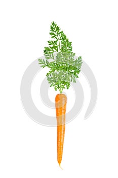 A single carrot