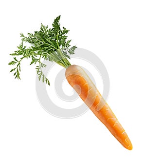 Single carrot with green leaves isolated on white. Vegetable, cooking ingredient