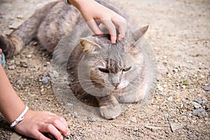 Single cat on the ground with stroking massage head cat by asian girl hand touching gentle , pet background