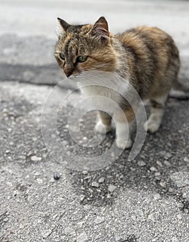 Single Cat or Kitten or Kitty Standing on Ground