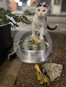 Single Cat or Kitten or Kitty Standing on Outside Sidewalk