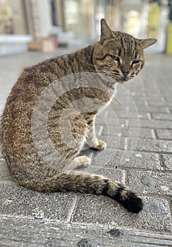 Single Cat or Kitten or Kitty Standing on Walkway