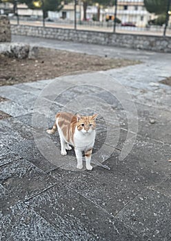 Single Cat or Kitten or Kitty Standing on Walkway