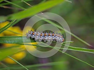 Single caterpillar of the spotted fritillary butterfly latin name: Melitaea didyma