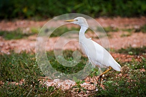 A single Cattle Egret strutting