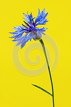 A single Centaurea cyanus or cornflower with raindrops