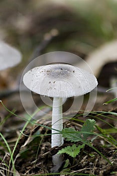 Single Centered Mushroom photo