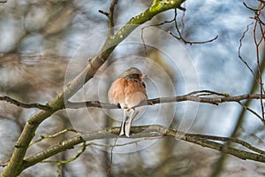 single chaffinch on a tree in the winter
