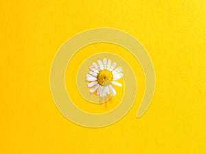 Single chamomile flower on a bright yellow paper