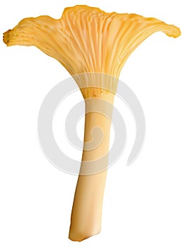 Single chanterelle mushroom illustration isolated on white