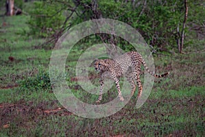 Single cheetah hunting during rain in its natural environment