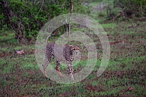 Single cheetah hunting during rain in its natural environment