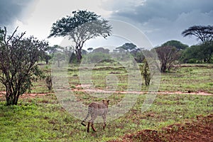 Single cheetah hunting during rain in its natural environment