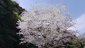 A single cherry blossom in the countryside