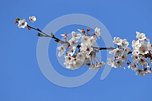 Single cherryï¼ˆCerasus sp.ï¼‰