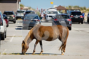 Single chestnut brown pony grazing in parking lot