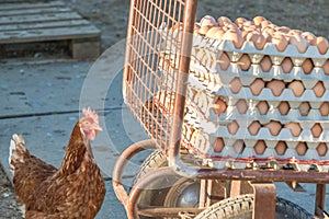 Single chicken besides range of brown fresh eggs at farm