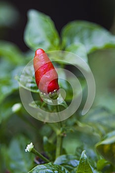 Single red chilli on a bush in the garden