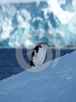 Single chinstrap penguin climbing a snowy hill