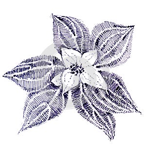 Single christmas flower poinsetti as a symbol of holiday. Hand drawn sketch with ballpoint pen on paper texture. Isolated on white