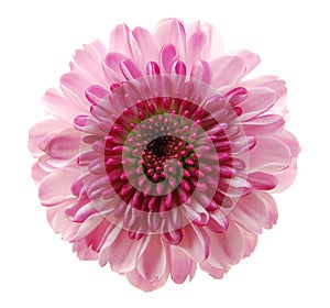 Single chrysanthemum flower