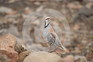 Single Chukar