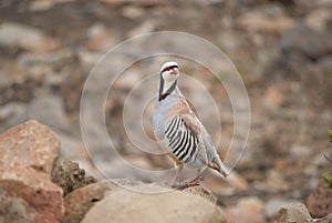 Single Chukar photo