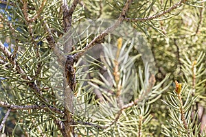 Single cicada hidden and camouflaged on a pine tree branch
