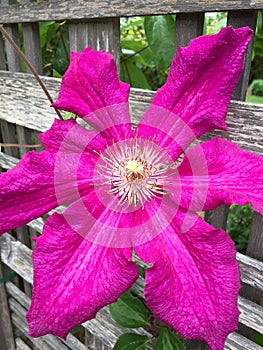 Single Clematis Blossom Macro