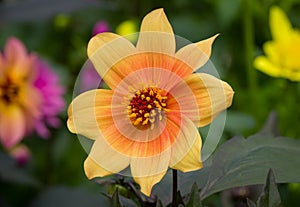 Single Clematis Flower