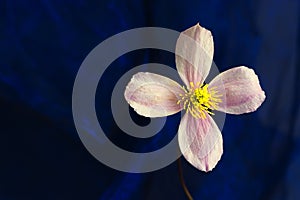 Single clematis montana flower against deep blue background