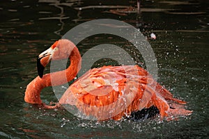 Single close-up of a bright colorful flamingo shaking feathers in a splash of water drops in a pond