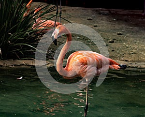 Single close-up of a bright colorful flamingo standing on one leg in a pond looking at camera with tilted head