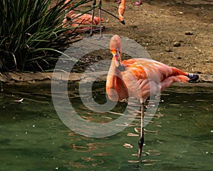 Single close-up of a bright colorful flamingo standing on one leg in a pondgrooming its feathers