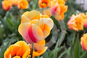 Single, close up, golden yellow tulip with orange strip with a background of blurry tulips, green leaves and stems