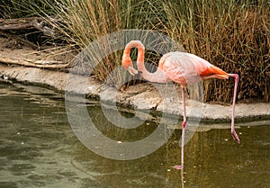 Single close-up of a single bright colorful flamingo looking into the pond standing on one leg in a pond the other leg is up in th