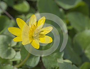 Single close up yellow marsh marigold spring flower selective fo