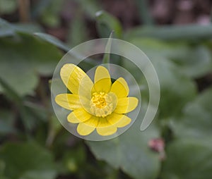 Single close up yellow marsh marigold spring flower selective focus, blurry soft background