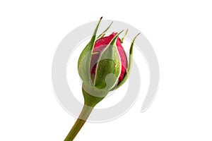 a single closed red rose on a white background