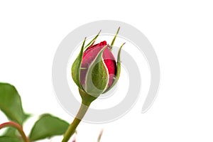a single closed red rose on a white background
