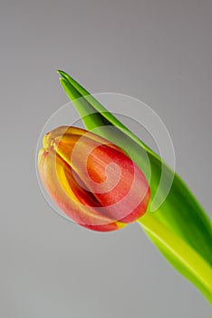 A single closed red tulip