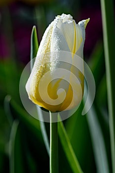 Single Closed Yellow and White Tulip