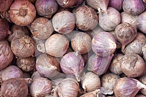Single clove garlic closeup