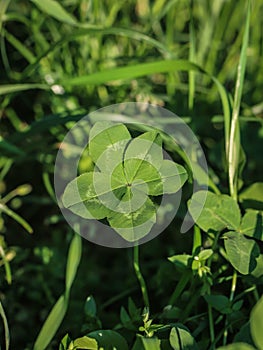 Single clover with five leaves