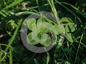 Single clover with five leaves