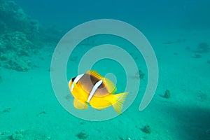 Single clown-fish is underwater