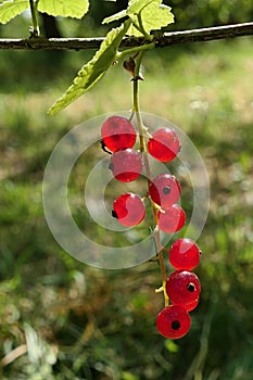 Single cluster of mature Redcurrant berries hanging on a redcurrant shrub in garden