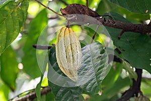 Single cocoa bean bean frowing on a tree photo