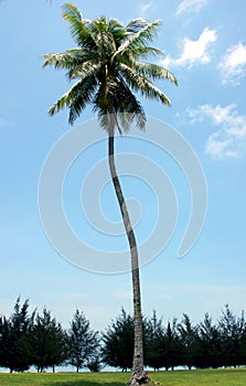 Single coconut tree