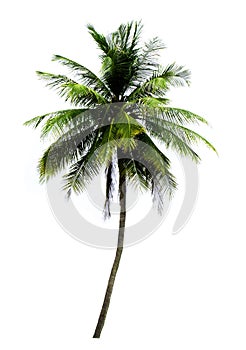 Single coconut tree isolated on white background photo